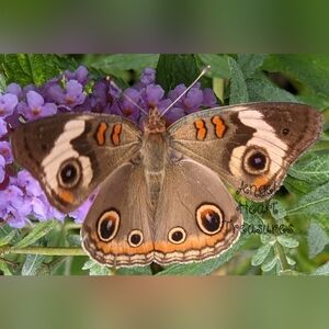 4x6 Original Photography Buckeye Butterfly on Purple Flower Bloom
